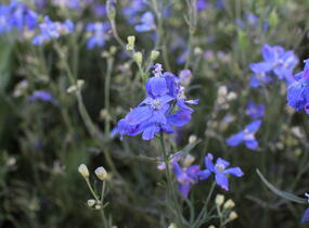 Ostrožka velkokvětá 'Delfix Blue' - Delphinium grandiflorum 'Delfix Blue'