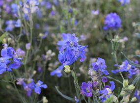 Ostrožka velkokvětá 'Delfix Blue' - Delphinium grandiflorum 'Delfix Blue'