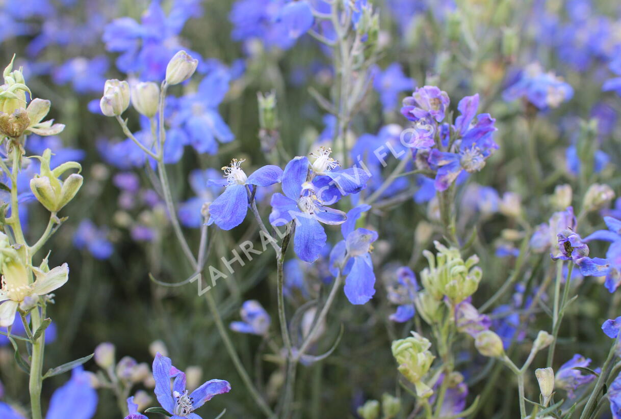 Ostrožka velkokvětá 'Delfix Blue' - Delphinium grandiflorum 'Delfix Blue'