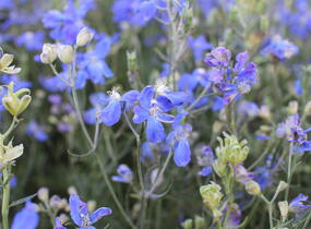 Ostrožka velkokvětá 'Delfix Blue' - Delphinium grandiflorum 'Delfix Blue'