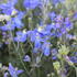 Delphinium grandiflorum 'Delfix Blue'.JPG