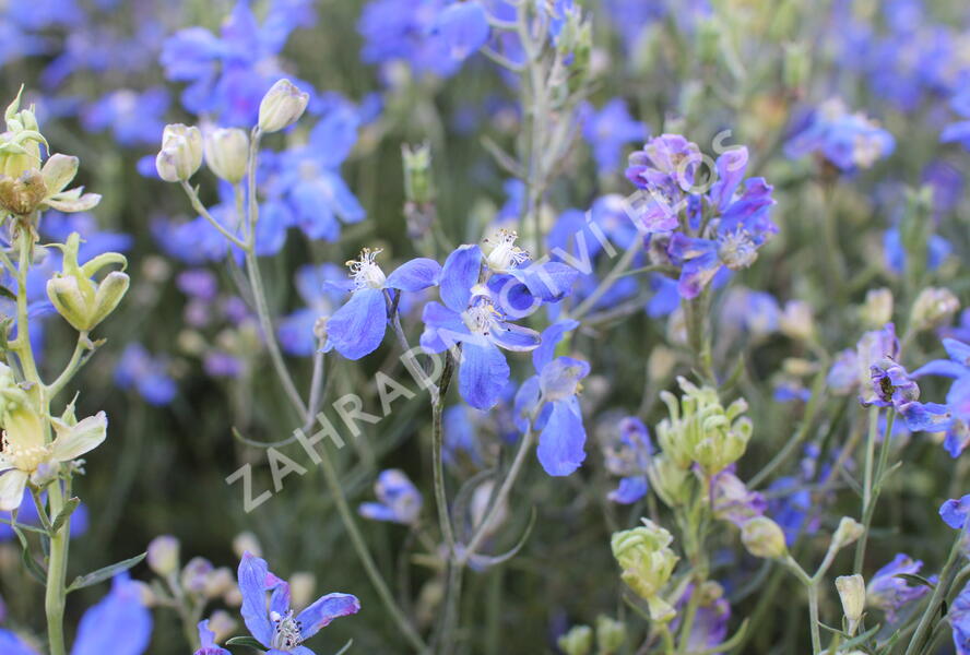 Ostrožka velkokvětá 'Delfix Blue' - Delphinium grandiflorum 'Delfix Blue'