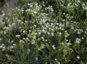 Šater svazčitý písečný 'Silverstar' - Gypsophila fastigiata 'Silverstar'