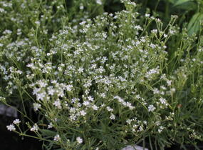 Šater svazčitý písečný 'Silverstar' - Gypsophila fastigiata 'Silverstar'