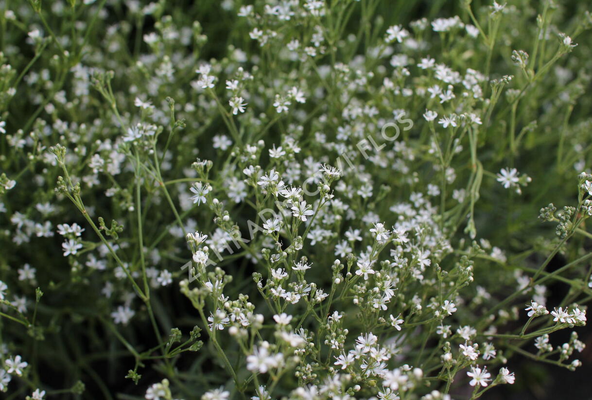 Šater svazčitý písečný 'Silverstar' - Gypsophila fastigiata 'Silverstar'