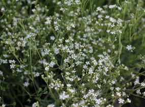 Šater svazčitý písečný 'Silverstar' - Gypsophila fastigiata 'Silverstar'