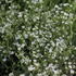 Gypsophila fastigiata 'Silverstar'.JPG