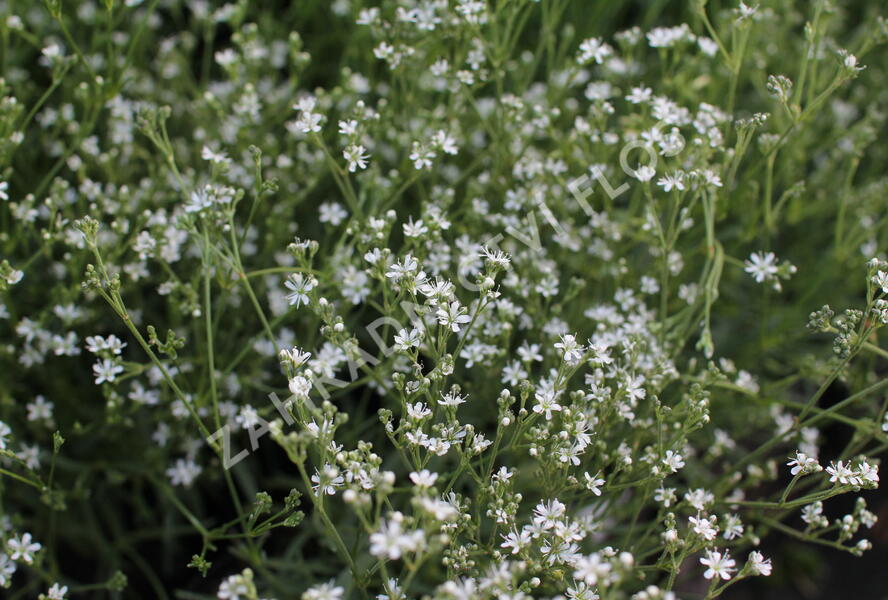 Šater svazčitý písečný 'Silverstar' - Gypsophila fastigiata 'Silverstar'