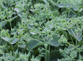Rozchodník nádherný 'Sunkissed' - Sedum spectabile 'Sunkissed'