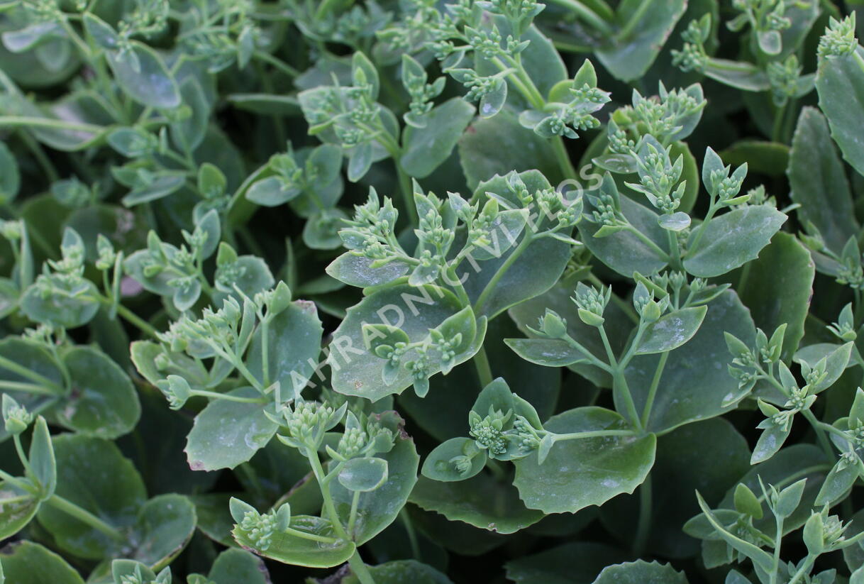 Rozchodník nádherný 'Sunkissed' - Sedum spectabile 'Sunkissed'