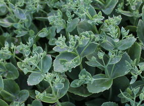 Rozchodník nádherný 'Sunkissed' - Sedum spectabile 'Sunkissed'