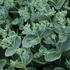 Sedum spectabile 'Sunkissed'.JPG