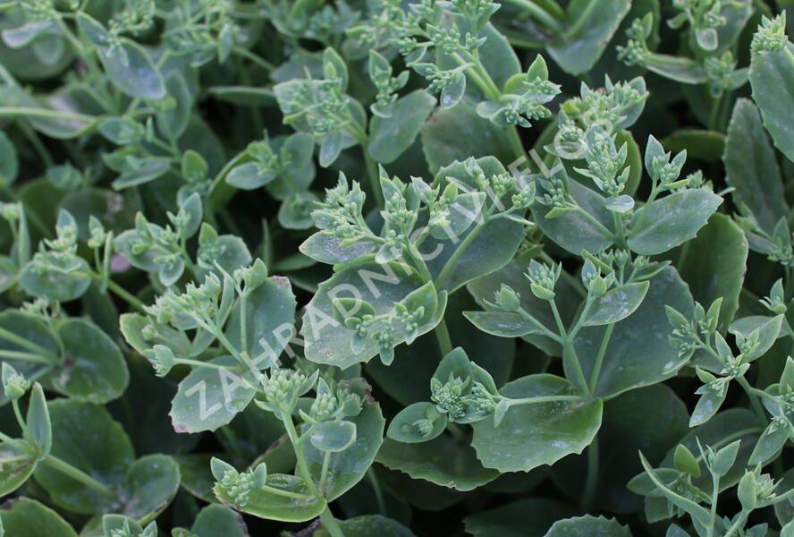 Rozchodník nádherný 'Sunkissed' - Sedum spectabile 'Sunkissed'