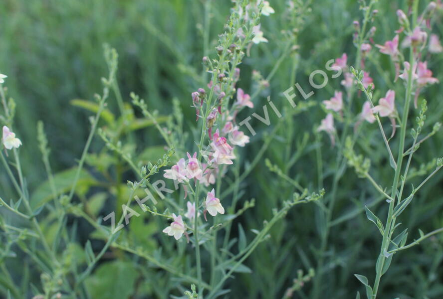 Lnice 'Peachy' - Linaria 'Peachy'