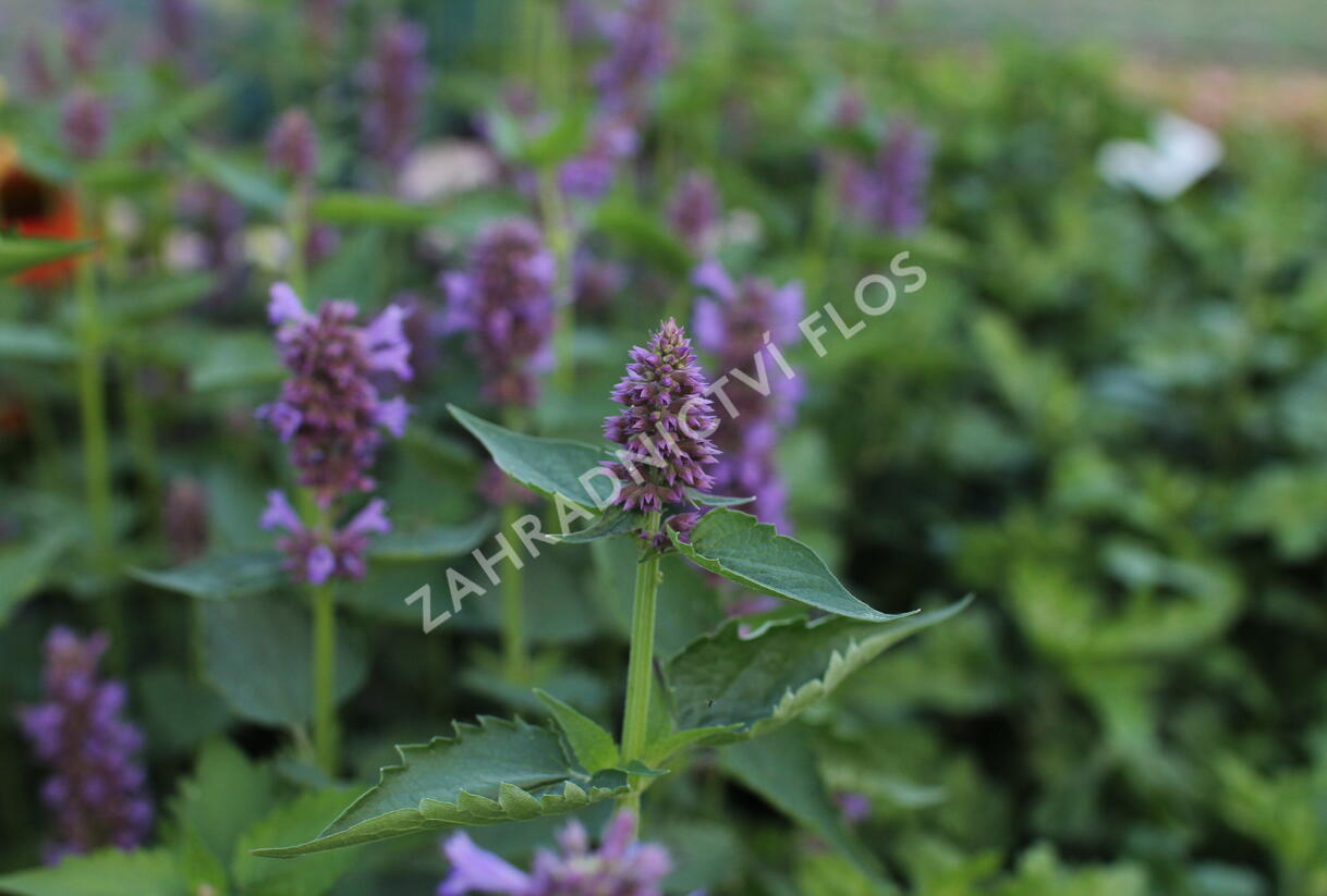 Agastache 'Blue Boa' - Agastache hybrida 'Blue Boa'