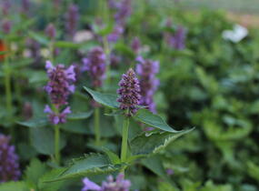 Agastache 'Blue Boa' - Agastache hybrida 'Blue Boa'