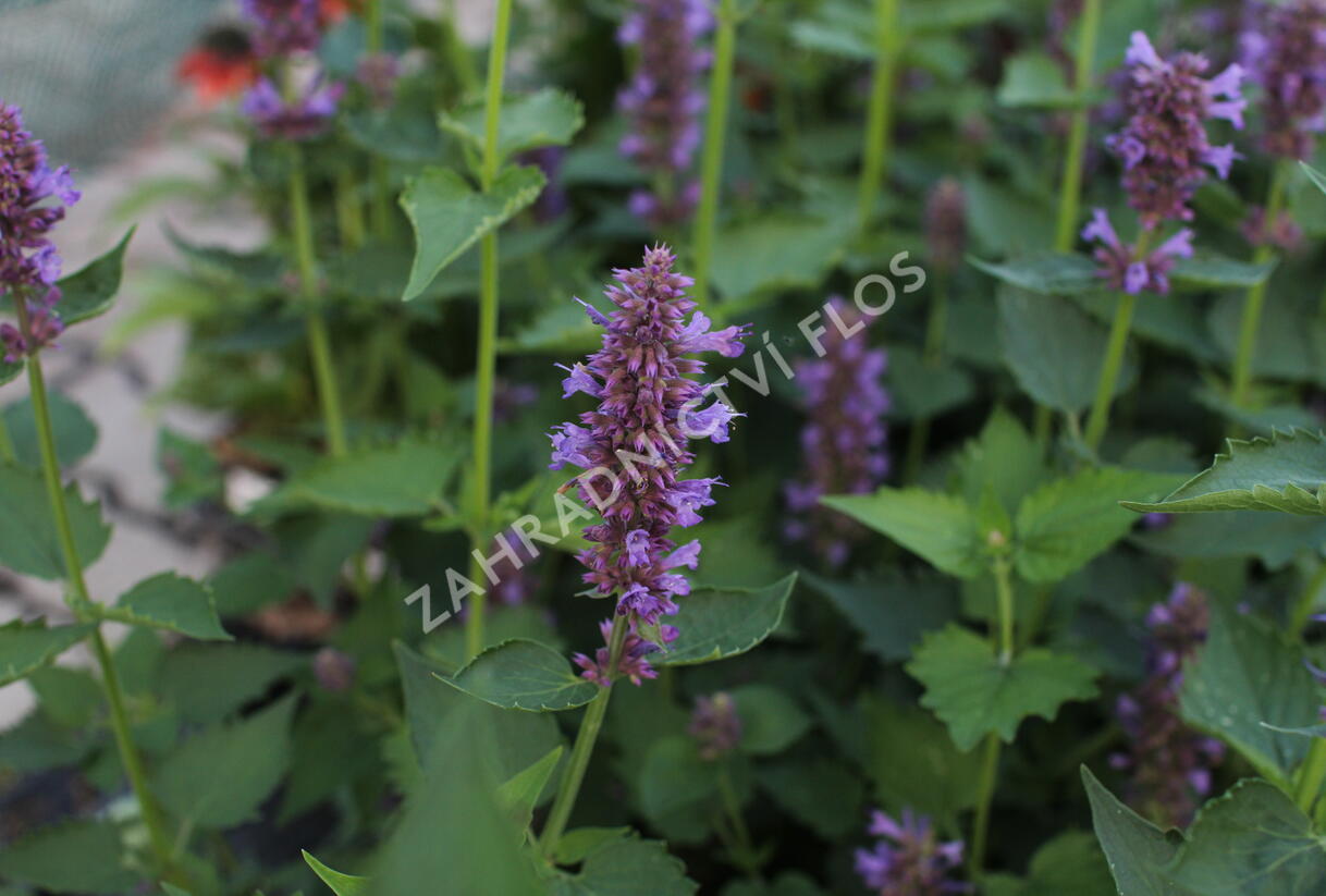 Agastache 'Blue Boa' - Agastache hybrida 'Blue Boa'