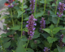 Agastache 'Blue Boa'
