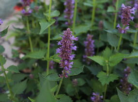 Agastache 'Blue Boa' - Agastache hybrida 'Blue Boa'