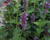 Agastache 'Blue Boa'