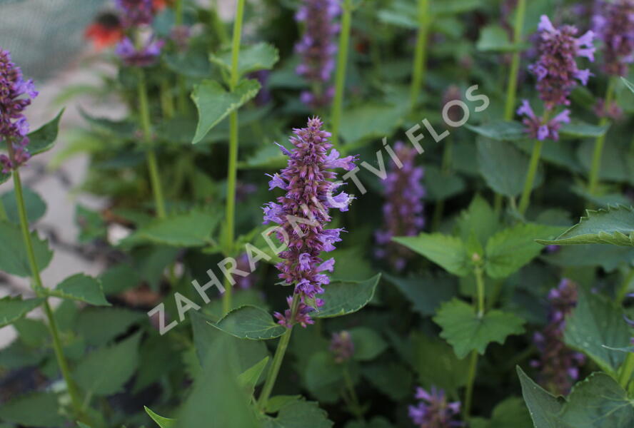 Agastache 'Blue Boa' - Agastache hybrida 'Blue Boa'
