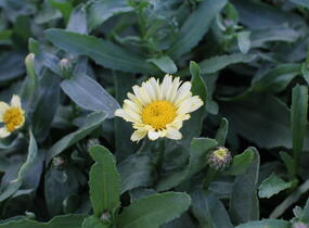 Kopretina největší 'Western Star Leo Yellow' - Leucanthemum maximum 'Western Star Leo Yellow'