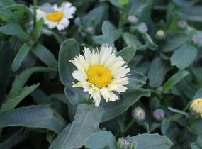 Kopretina největší 'Western Star Leo Yellow' - Leucanthemum maximum 'Western Star Leo Yellow'