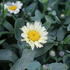 Leucanthemum maximum 'Western Star Leo Yellow'.JPG