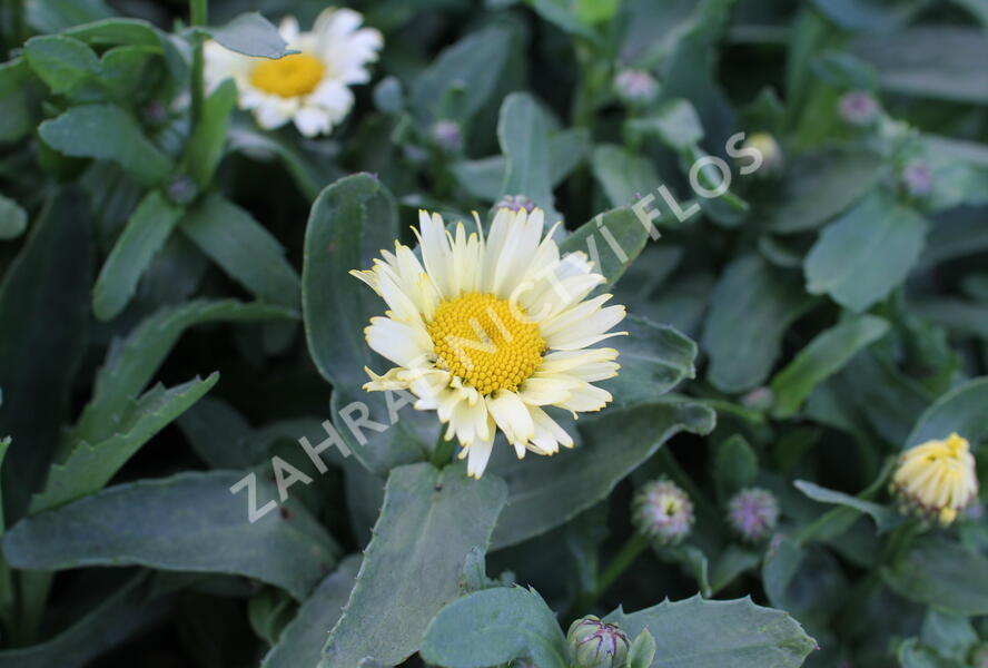 Kopretina největší 'Western Star Leo Yellow' - Leucanthemum maximum 'Western Star Leo Yellow'