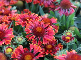 Kokarda osinatá 'Spin Top Mariachi Carousel' - Gaillardia aristata 'Spin Top Mariachi Carousel'