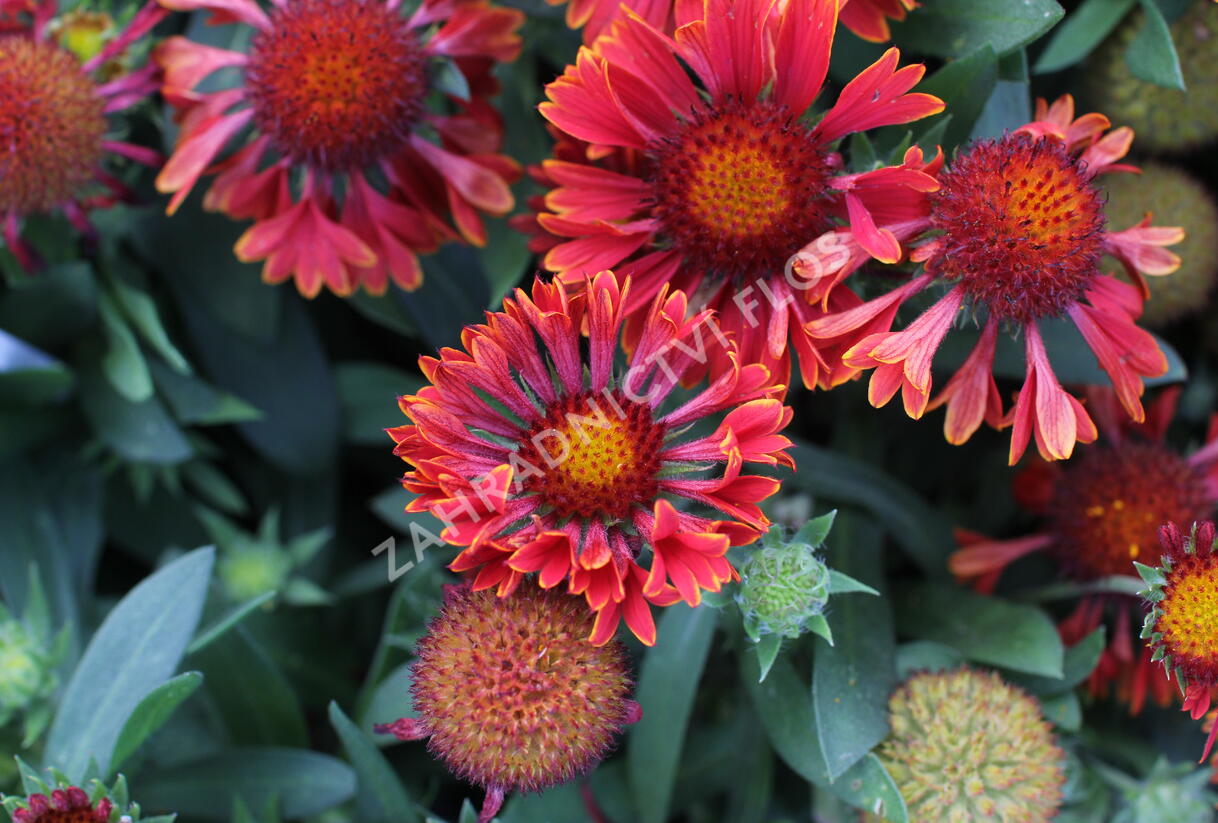 Kokarda osinatá 'Spin Top Mariachi Carousel' - Gaillardia aristata 'Spin Top Mariachi Carousel'