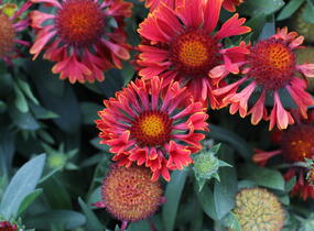Kokarda osinatá 'Spin Top Mariachi Carousel' - Gaillardia aristata 'Spin Top Mariachi Carousel'