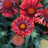 Gaillardia aristata 'Spin Top Mariachi Carousel'_2.JPG