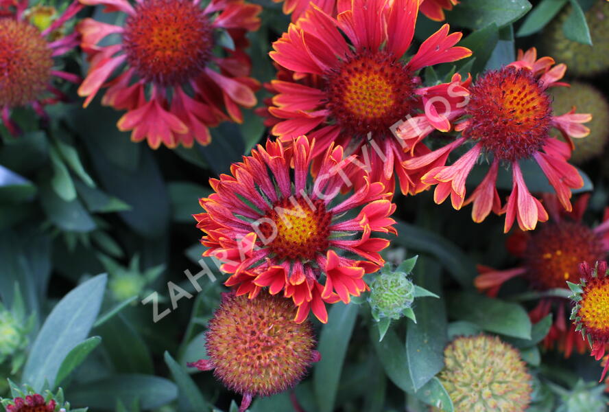 Kokarda osinatá 'Spin Top Mariachi Carousel' - Gaillardia aristata 'Spin Top Mariachi Carousel'
