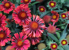 Kokarda osinatá 'Spin Top Mariachi Carousel' - Gaillardia aristata 'Spin Top Mariachi Carousel'