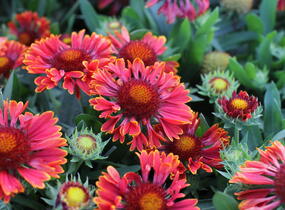 Kokarda osinatá 'Spin Top Mariachi Carousel' - Gaillardia aristata 'Spin Top Mariachi Carousel'
