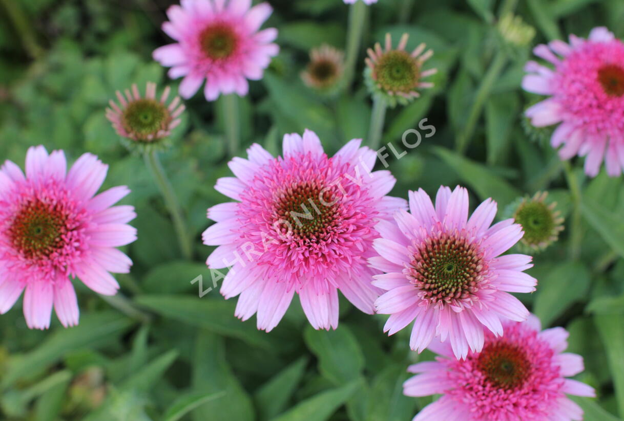 Třapatkovka nachová 'Papallo Semi Double Pink' - Echinacea purpurea 'Papallo Semi Double Pink'