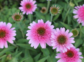 Třapatkovka nachová 'Papallo Semi Double Pink' - Echinacea purpurea 'Papallo Semi Double Pink'