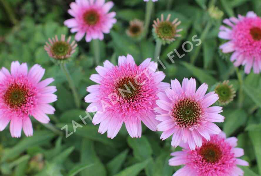 Třapatkovka nachová 'Papallo Semi Double Pink' - Echinacea purpurea 'Papallo Semi Double Pink'