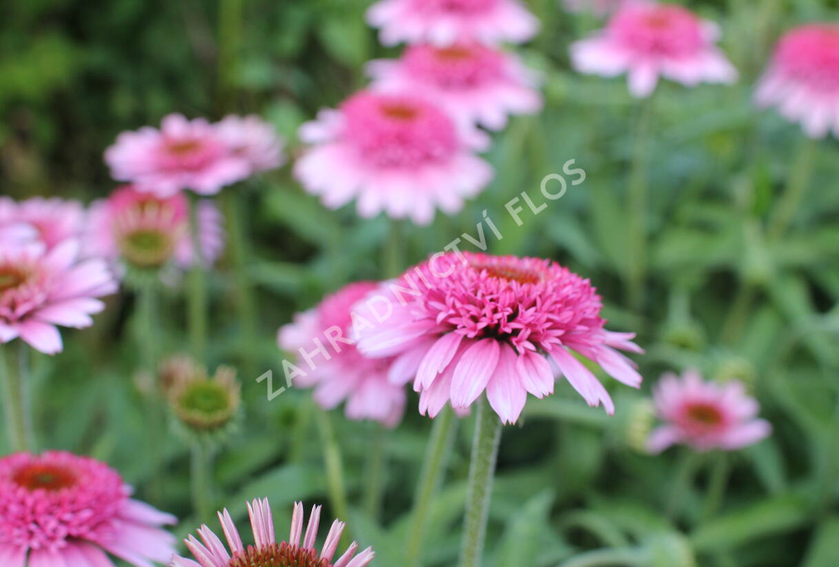 Třapatkovka nachová 'Papallo Semi Double Pink' - Echinacea purpurea 'Papallo Semi Double Pink'
