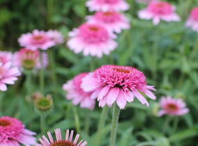 Třapatkovka nachová 'Papallo Semi Double Pink' - Echinacea purpurea 'Papallo Semi Double Pink'