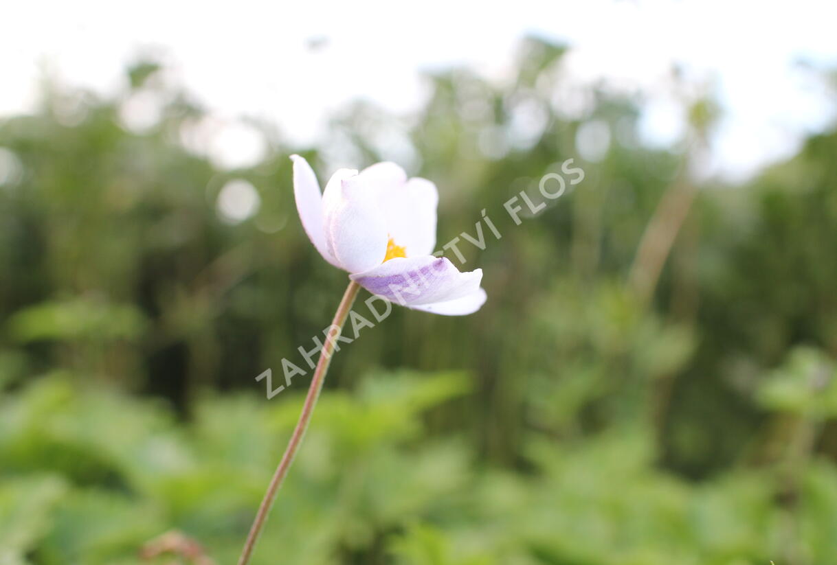 Sasanka 'Elfin Swan' - Anemone hybrida 'Elfin Swan'