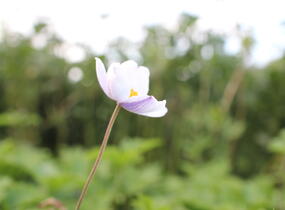 Sasanka 'Elfin Swan' - Anemone hybrida 'Elfin Swan'