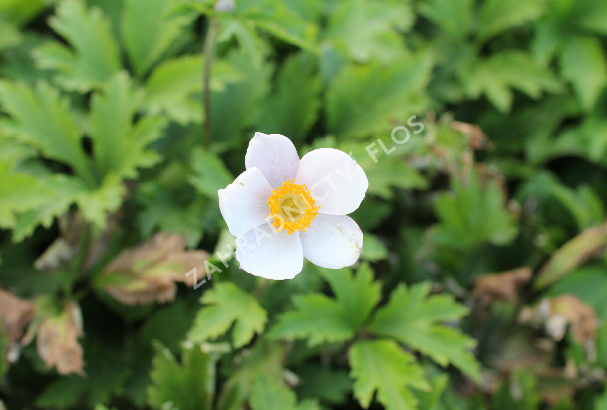 Sasanka 'Elfin Swan' - Anemone hybrida 'Elfin Swan'