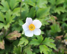 Sasanka 'Elfin Swan'