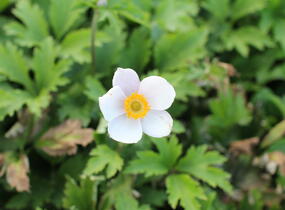 Sasanka 'Elfin Swan' - Anemone hybrida 'Elfin Swan'