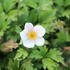 nemone hybrida 'Elfin Swan'.JPG