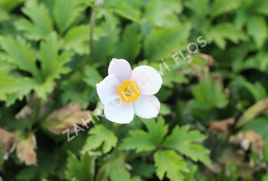 Sasanka 'Elfin Swan' - Anemone hybrida 'Elfin Swan'