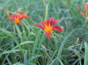 Denivka 'Flaming Sword' - Hemerocallis 'Flaming Sword'