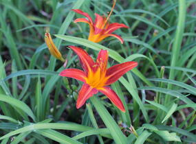 Denivka 'Flaming Sword' - Hemerocallis 'Flaming Sword'